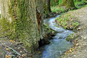 Stream Water Forest
