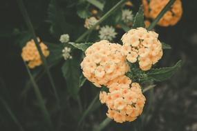 yellow flowers with green foliage