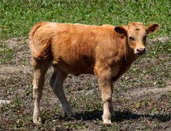 Manzanares Spain Calf Cow