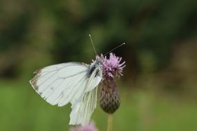 Butterfly White Insect Close