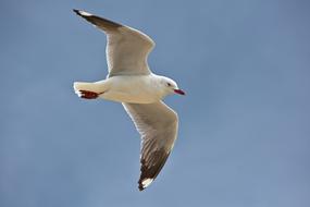 Blue Sky Bird