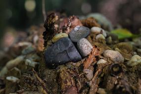 a rock with leaves in the forest