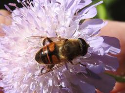 Fly Nature Insect Animal