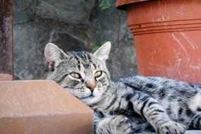 laying pretty cat by the pots