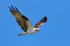 wild Bird flying at Blue Sky