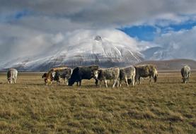 Grass Cow Animal