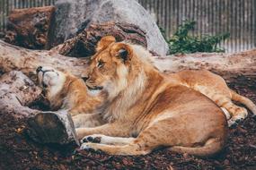 Lion Forest Animal