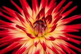 Flower Bloom Red