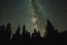 silhouette of trees against a starry sky