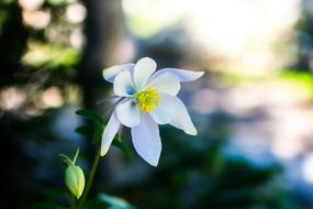 Flowers Nature Blossoms