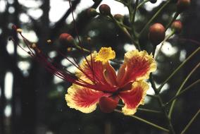 a beautiful flower with yellow coloring