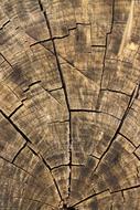 Wood Texture Background closeup view
