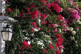 Bougainvillea Magenta Mallorca