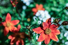 Garden Flower Summer