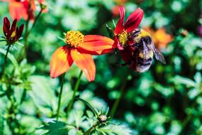 Garden Flower Bumble Bee macro blur