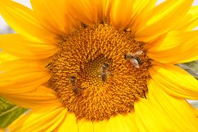 Sunflower Bees
