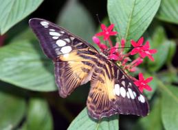 Butterfly Wings Insect in garden