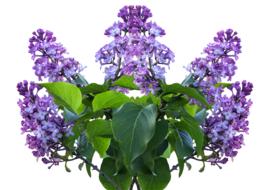 Lilac Spring Flower isolated
