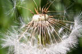 Dandelion Macro Flower