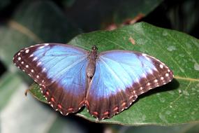 Butterfly Insect Blue