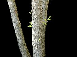 Tree Bark Wood