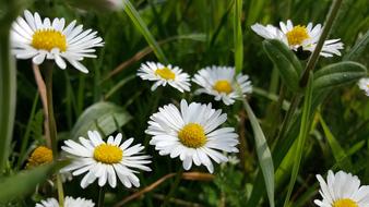 Meadow Daisy Flowers in nature