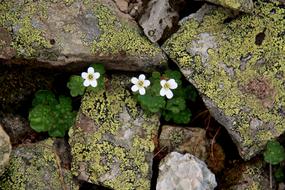 wild Flowers Nature macro