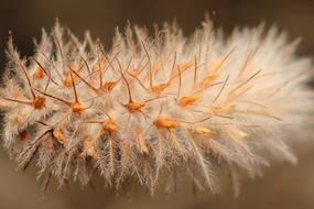 Palm Kitten Blossom Bloom