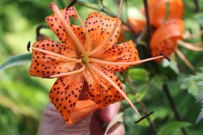 Flower Garden Lily