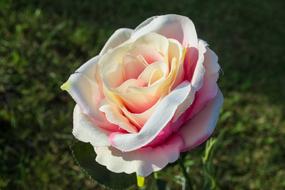 a beautiful rose with a yellow rim.