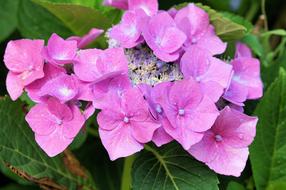 Hydrangeas Flowers Nature