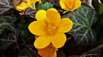 Flower Yellow Meadow