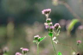 little pink wildflowers
