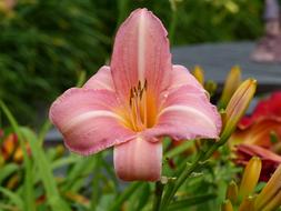 Daylily Flower Plant