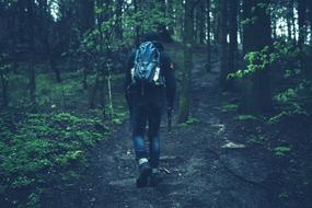 Man, with backpack, hiking among the beautiful, green plants in the forest