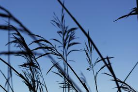 Reed Waterfront Water macro