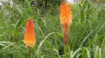 Plants Flowers Trytoma Flowering