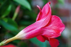 rosebud close up