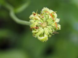 Natural green Flower Close Up