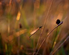 Dragonfly Insecta Rest