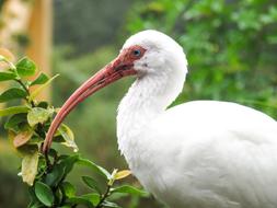 Bird Beak