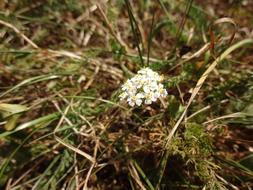Flower Spring Flowers White Macro