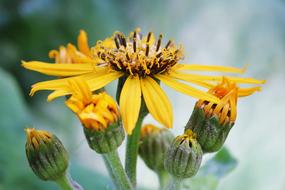 Yellow Flower Close Up view