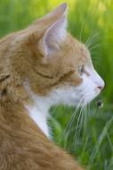 Cat In The Grass Bright