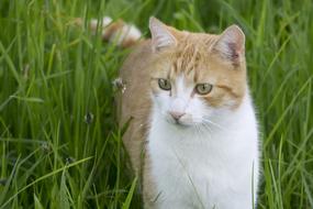 Cat In The Grass Blows