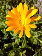 yellow large unusual flower