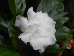 Gardenia Flower White