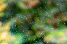 Web Spider Cobweb