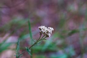 Wildflower Nature Summer