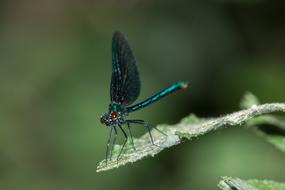 Macro Dragonfly Insect